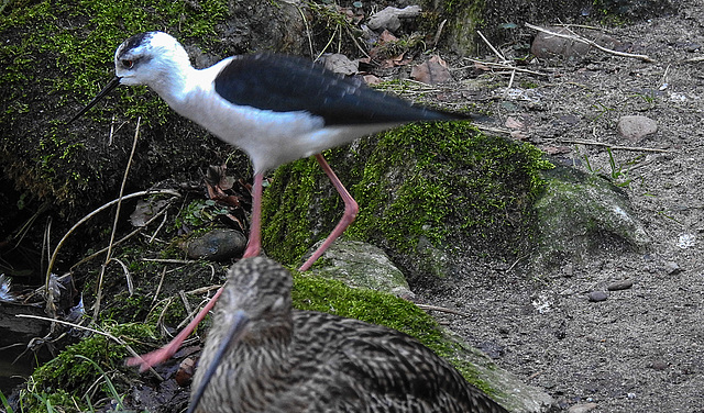 20190216 4437CPw [D~BI] Stelzenläufer, Tierpark Olderdissen, Bielefeld