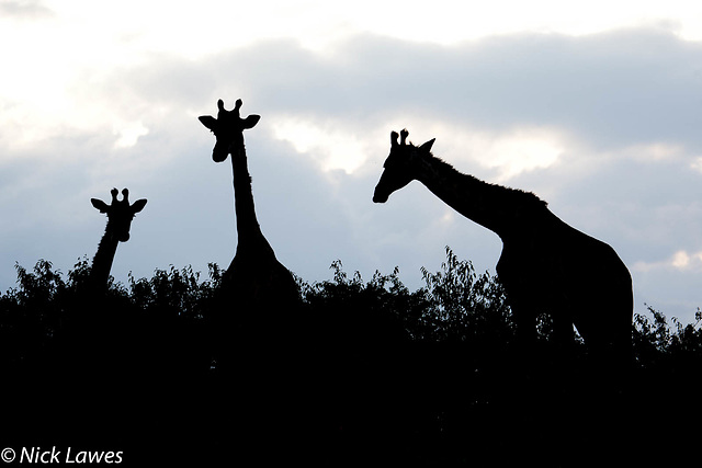 Giraffe silhouette