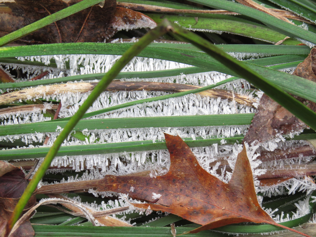 Ice crystals on a cold morning 4