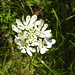 20230610 0869CPw [D~LIP] Strahlen-Breitsame (Orlaya grandiflora), Bad Salzuflen