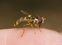 IMG 3039 Hoverfly