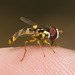 IMG 3039 Hoverfly