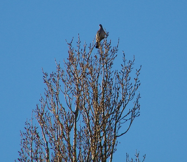 Pigeon à la cime