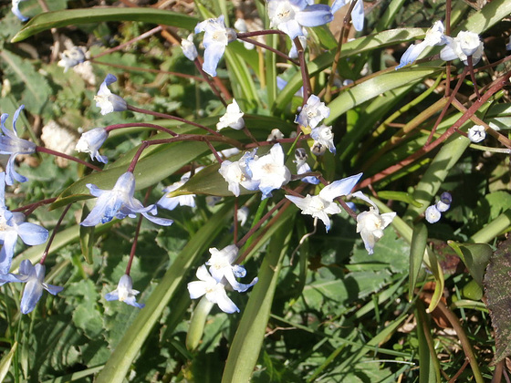 Lovely blue flowers growing