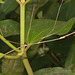 IMG 8138malestickinsect