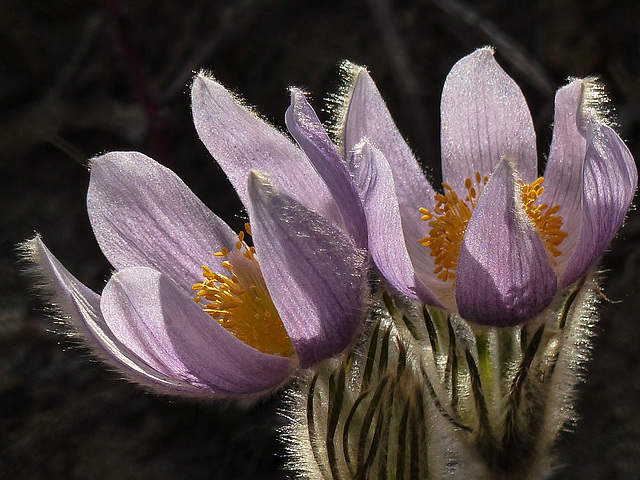 Backlit beauties