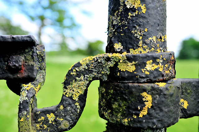 Lichen on Iron Gate