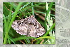 Silver Y moth Stanmer Park 26 7 2016