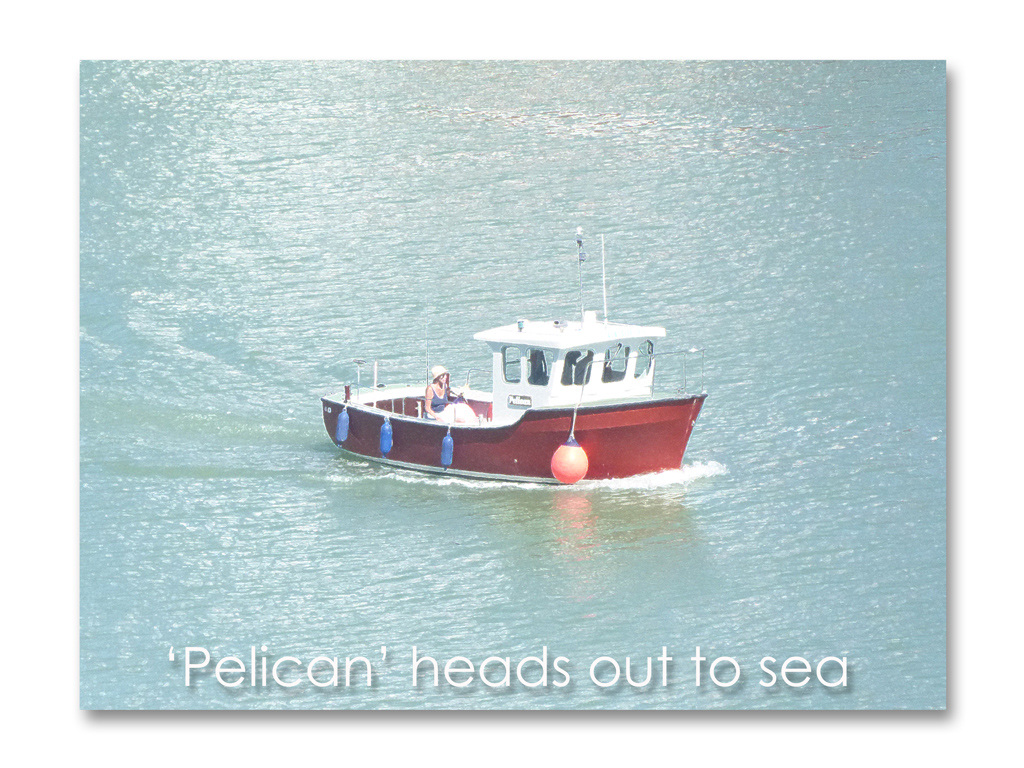 Pelican heads out to sea - Newhaven - 23.8.2016