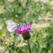 Baumweissling (Aporia crataegi) auf Blütenkopf eines Korbblütlers.