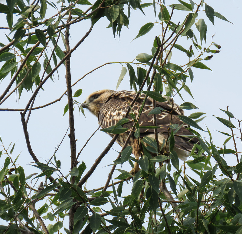 Swainson's Hawk juvenile