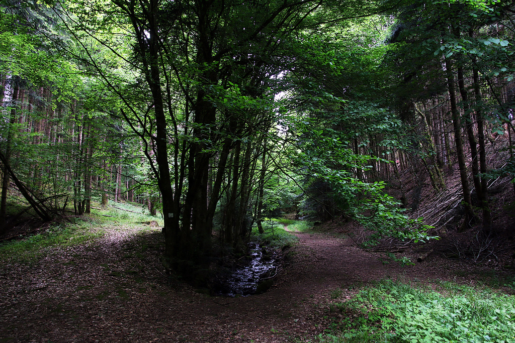 La forêt vosgienne