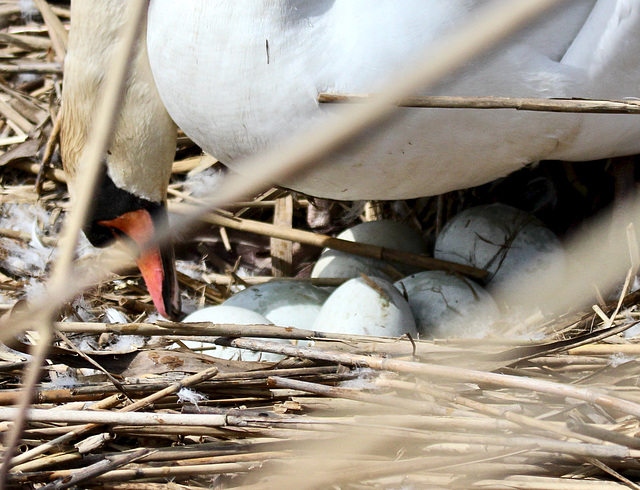 Heute liegen deutlich mehr Eier im Nest. (PiP)