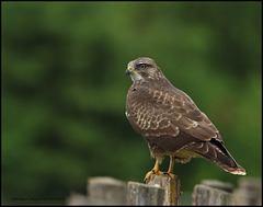 BUSE VARIABLE