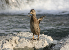 petit canard / little duck