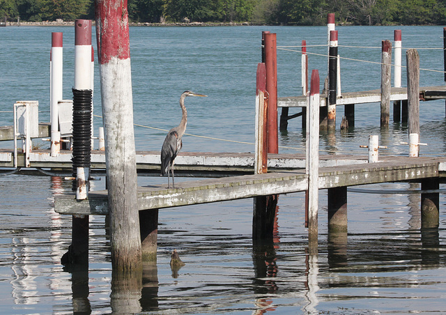 blue heron - Mr Dock Guard