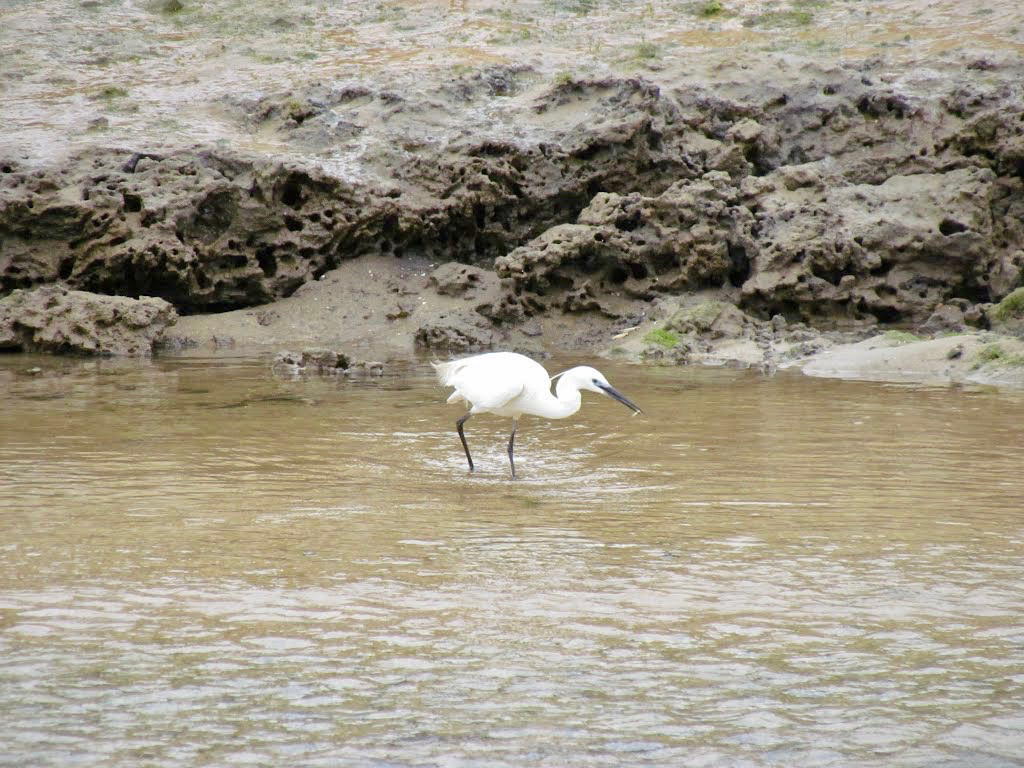 Little Egret (Egretta garzetta) Alvor estuary (2012)