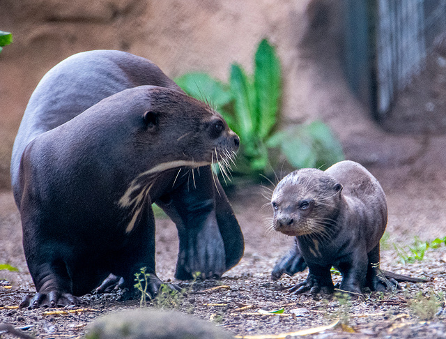 Giant otter and cub