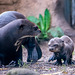 Giant otter and cub