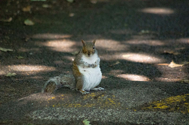 Squirrel on the road..with no intention of moving (1)