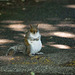 Squirrel on the road..with no intention of moving (1)