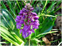 Promenade dans les bois : Orchis mascula