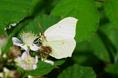 Gonepteryx rhamni ♀ auf Brombeerblüte