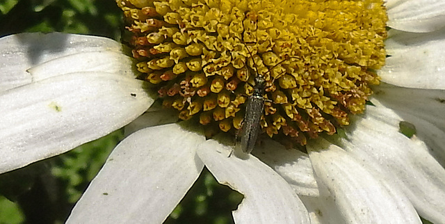 20200621 8724CPw [D~LIP] Moschusbock (Aromia moschata), Bad Salzuflen