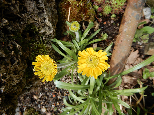 Arctinella grandiflora