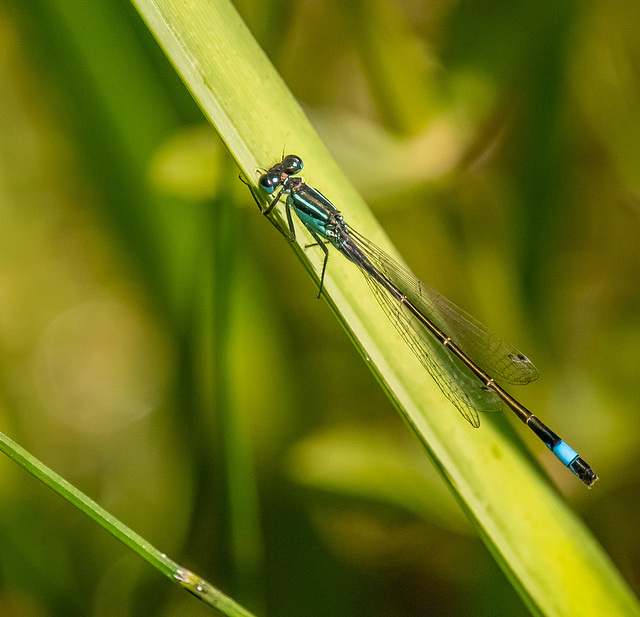 Blue tailed damselfly