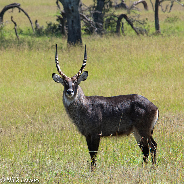 Defassa Waterbuck