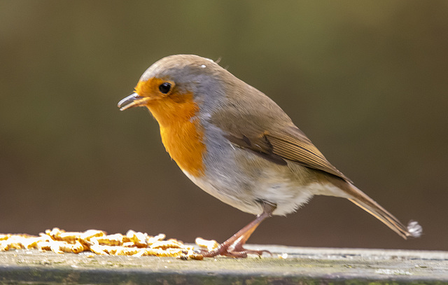 Robin