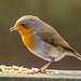 Robin