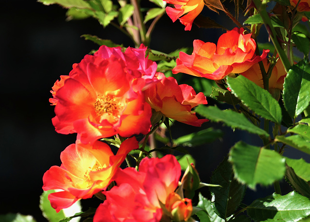 Letzte Schönheiten des Sommers