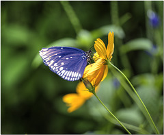 Blue Tiger Butterfly, India