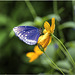 Blue Tiger Butterfly, India