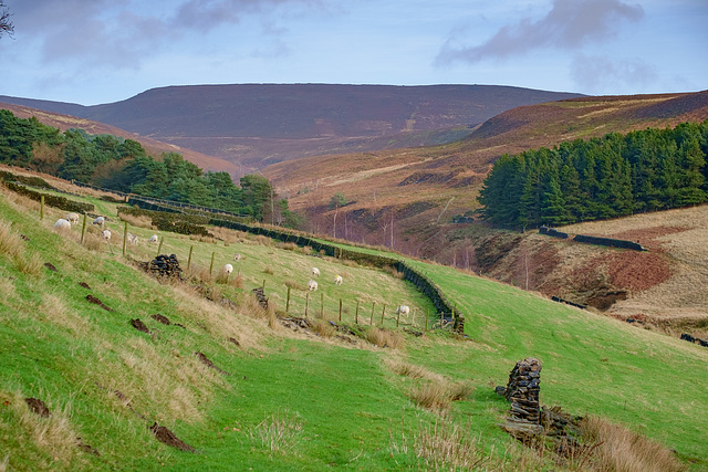 Arnfield Moor