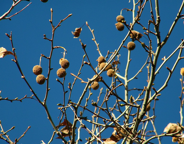 Boules de platane