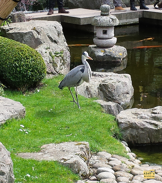 Heron