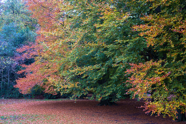 Manor Park trees - all the colours