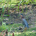 Green Heron, on way to Tobago airport