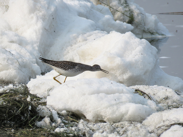 Yellowlegs feeding (soapsuds, not snow!!)