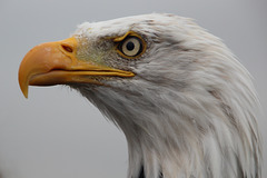 Bald Eagle - profile