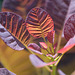 DSCF0112