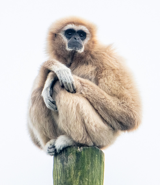 Gibbon