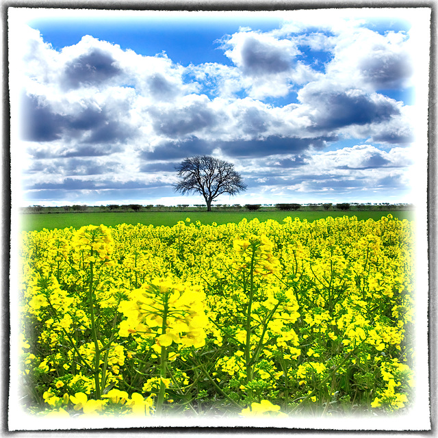 The field of yellow