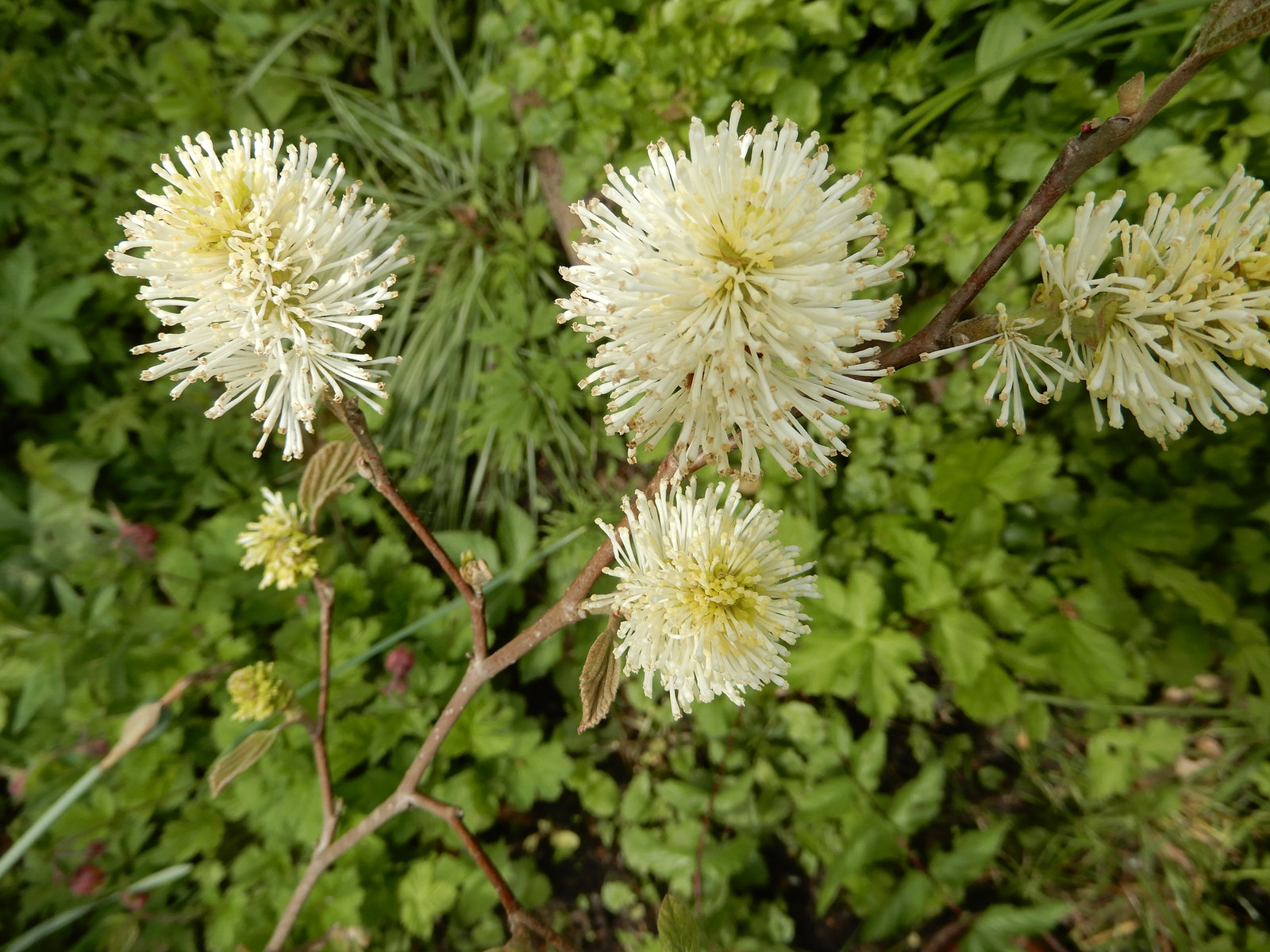 Forbergilla - Schneeflockenstrauch