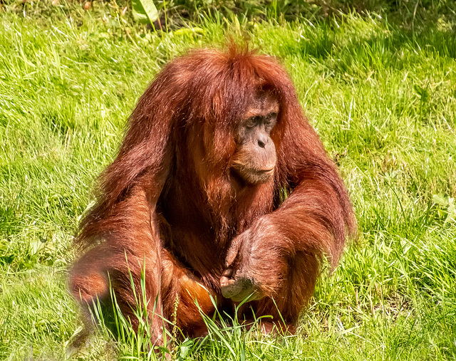 Orangutan