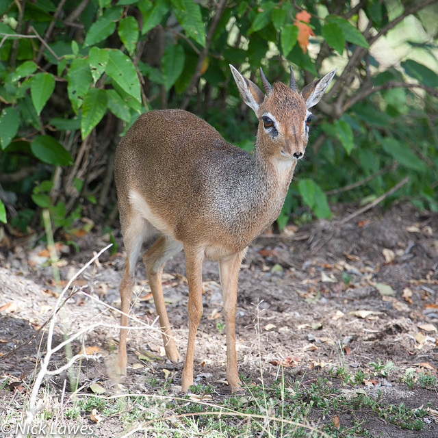 Dik-dik