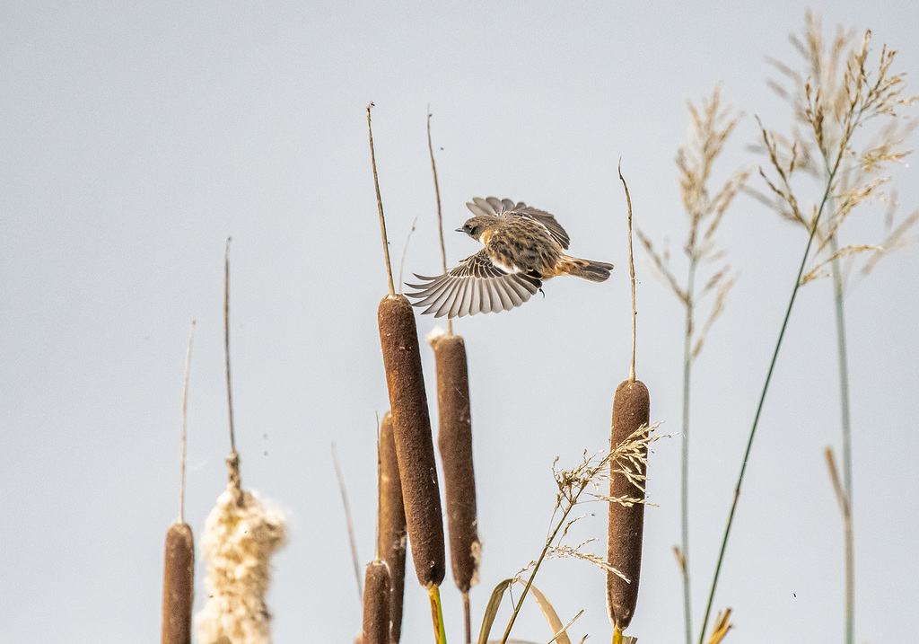 Stonechat